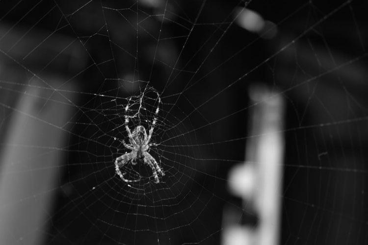 black and white photo of spider