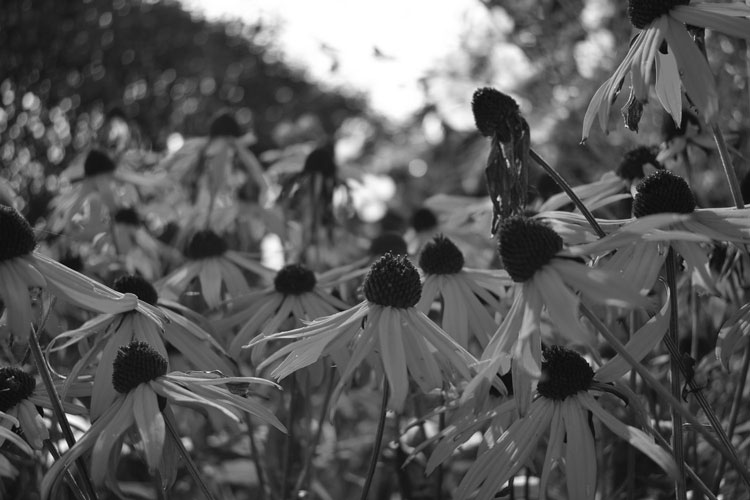 black and white photo of sunflowers