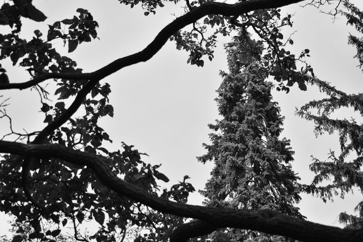Black and white high contrast photo of a tree framed in the branches of another tree