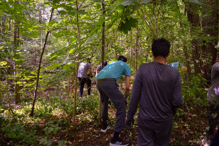 Forestry volunteers pulling groundcovers at an invasive species removal event at Sawmill Valley Trail