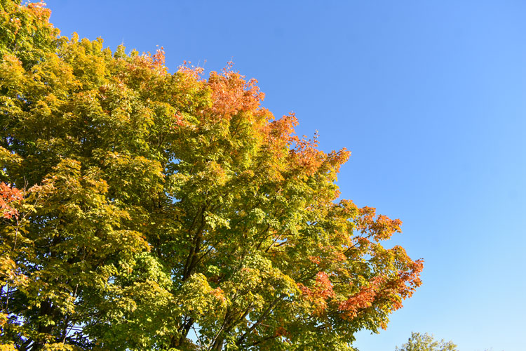 Tree starting to turn from green to orange at Ben Machree Park