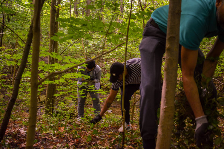 Forestry volunteers pulling groundcovers at an invasive species removal event at Sawmill Valley Trail