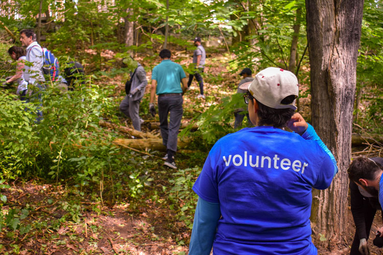 Forestry volunteers pulling groundcovers at an invasive species removal event at Sawmill Valley Trail. Volunteer in the foreground has their back to the camera and their shirt says volunteer on the back