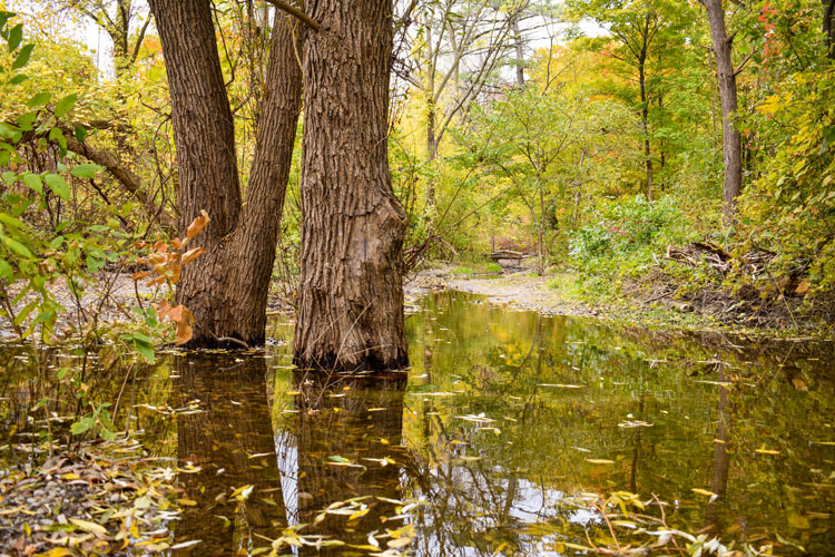 Trees submerged in floodwater at Sawmill Valley Trail