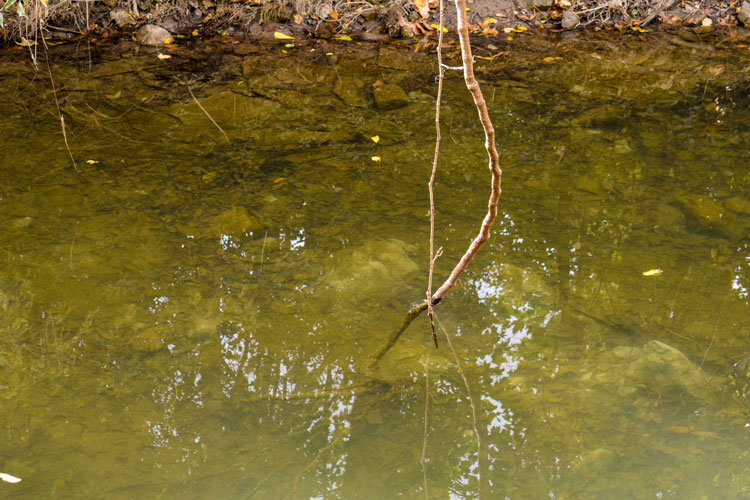 Tree branches wrapping around each other and submerged in creek at Sawmill Valley Trail